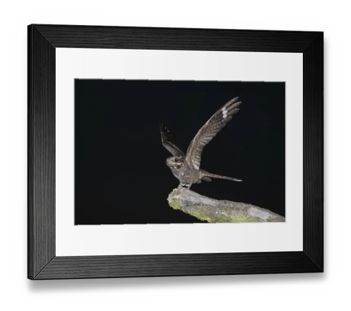 Framed Print : Nightjar Caprimulgus europaeus Norfolk July Framed Print : Nightjar Caprimulgus europaeus Norfolk July