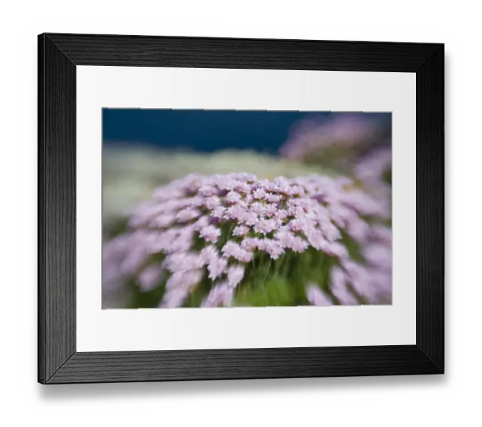 Framed Print : Thrift (Sea Pink) Sumburgh Head Shetland Scotland June Framed Print : Thrift (Sea Pink) Sumburgh Head Shetland Scotland June