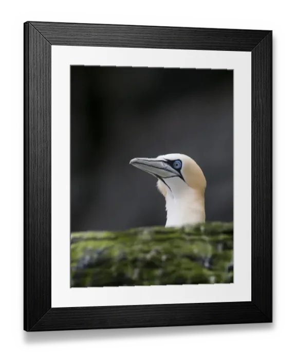 Framed Print : Gannet Sula bassana Noss Shetland June Framed Print : Gannet Sula bassana Noss Shetland June