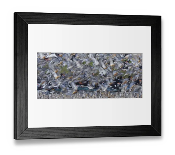 Framed Print : Knot and Oystercatchers at high tide roost Snettisham RSPB Reserve The Wash Norfolk Framed Print : Knot and Oystercatchers at high tide roost Snettisham RSPB Reserve The Wash Norfolk