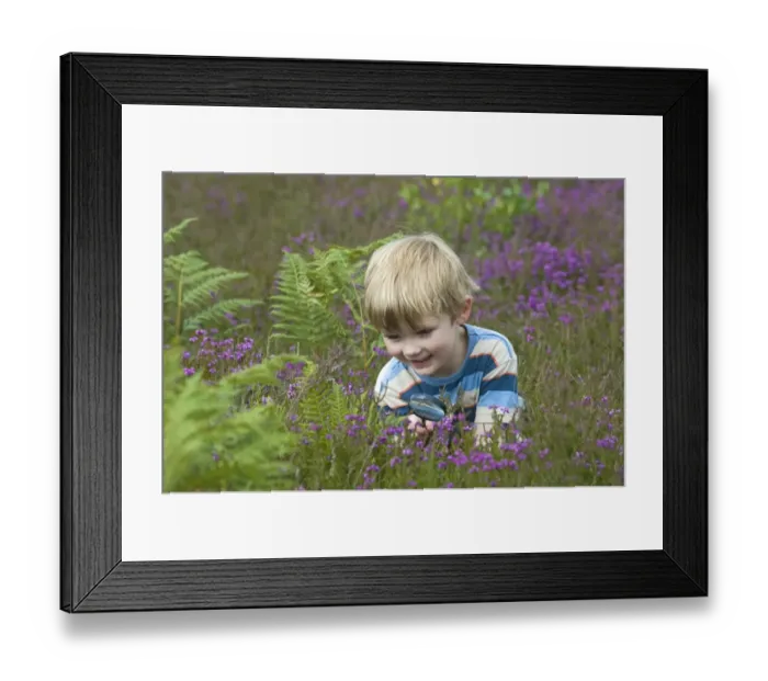 Framed Print : Boy with magnifying glass looking at insects on heath North Norfolk July Framed Print : Boy with magnifying glass looking at insects on heath North Norfolk July
