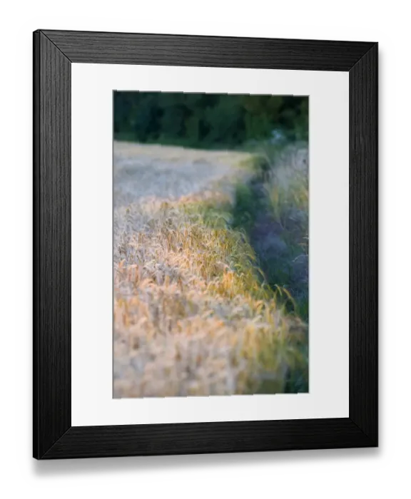 Framed Print : Edge of crop (Barley) and hedgerow Norfolk July Framed Print : Edge of crop (Barley) and hedgerow Norfolk July