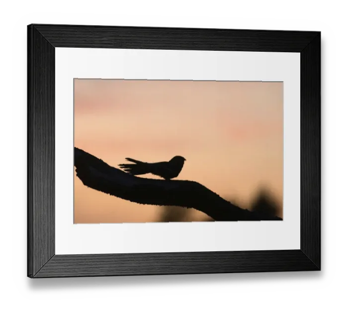 Framed Print : Nightjar Caprimulgus europaeus male churring on song post North Norfolk June Framed Print : Nightjar Caprimulgus europaeus male churring on song post North Norfolk June