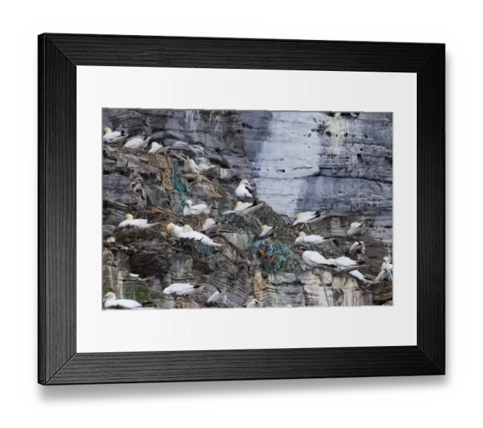 Framed Print : Gannets Sula Bassana on nests many made from fishing net Noss Shetland June Framed Print : Gannets Sula Bassana on nests many made from fishing net Noss Shetland June