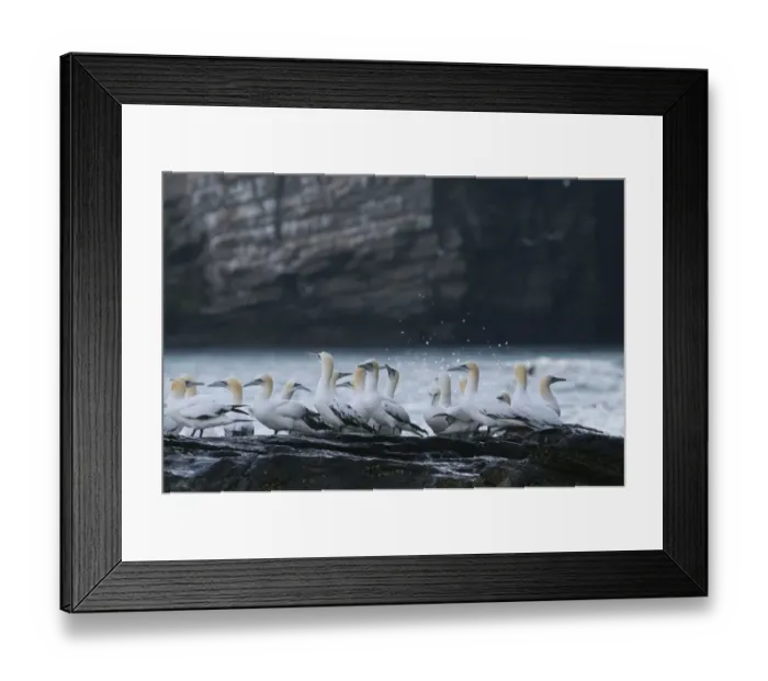 Framed Print : Gannets Sula Bassana non breeding and off duty birds gathered at base of cliff on Framed Print : Gannets Sula Bassana non breeding and off duty birds gathered at base of cliff on