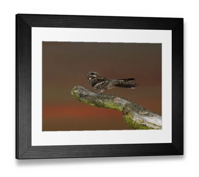 Framed Print : Nightjar Caprimulgus europaeus male churring on song post North Norfolk June Framed Print : Nightjar Caprimulgus europaeus male churring on song post North Norfolk June
