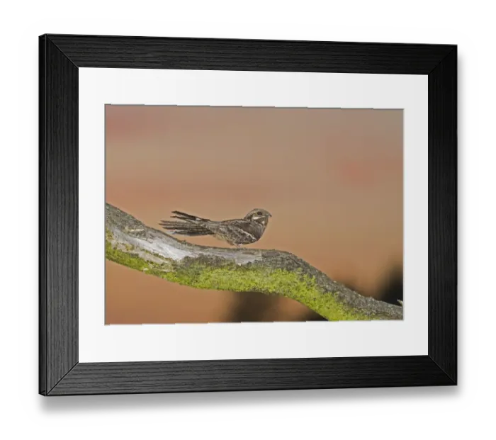 Framed Print : Nightjar Caprimulgus europaeus male churring on song post North Norfolk June Framed Print : Nightjar Caprimulgus europaeus male churring on song post North Norfolk June