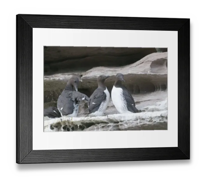 Framed Print : Guilemots Uria aalge including Bridled Guilemot on nest ledge on Noss Shetland June Framed Print : Guilemots Uria aalge including Bridled Guilemot on nest ledge on Noss Shetland June