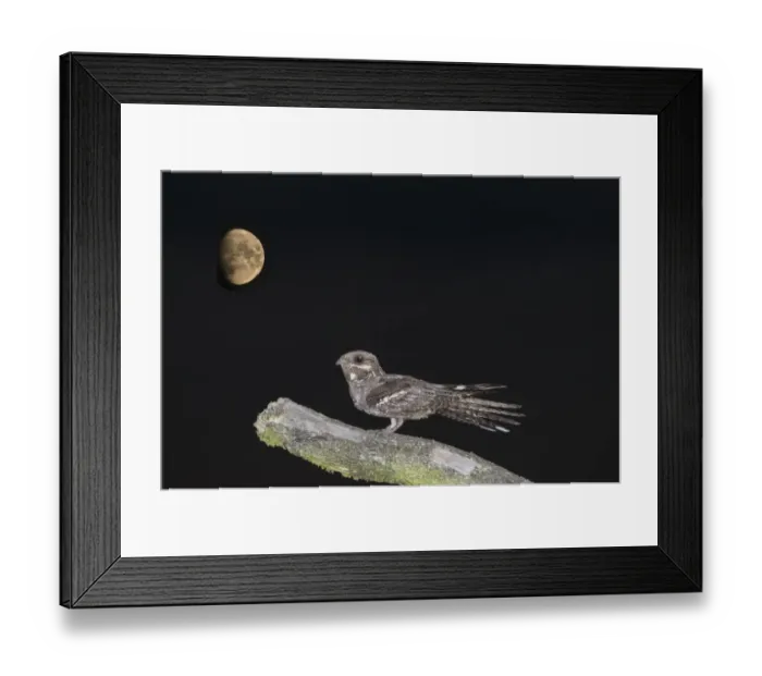 Framed Print : Nightjar Caprimulgus europaeus Norfolk July Framed Print : Nightjar Caprimulgus europaeus Norfolk July