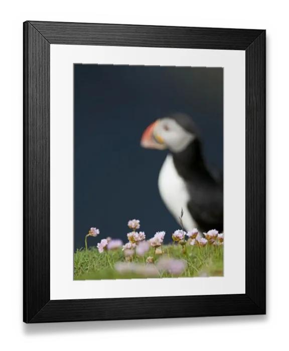 Framed Print : Thrift on cliff top with Puffin in background Sumburgh Head Shetland June Framed Print : Thrift on cliff top with Puffin in background Sumburgh Head Shetland June