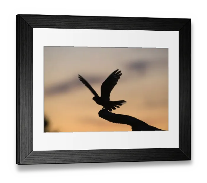 Framed Print : Nightjar Caprimulgus europaeus male Norfolk June Framed Print : Nightjar Caprimulgus europaeus male Norfolk June
