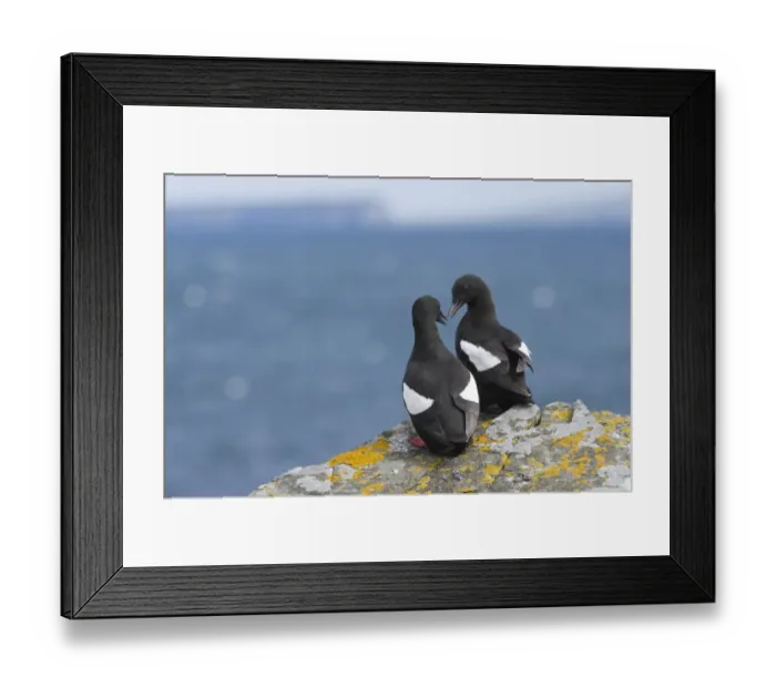 Framed Print : Black Guillemot Cepphus grylle pair Mousa Shetland June
