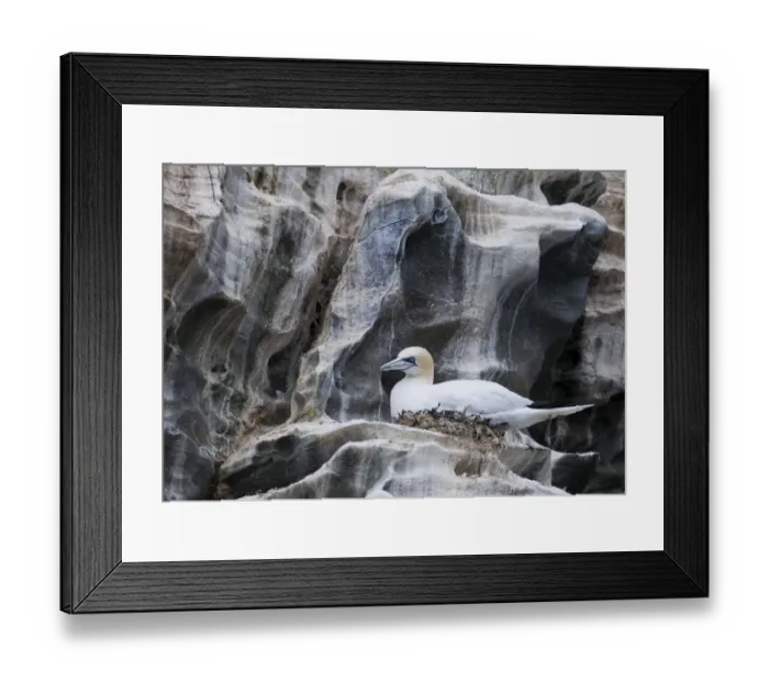 Framed Print : Gannet Sula bassana on nest Noss Shetland June Framed Print : Gannet Sula bassana on nest Noss Shetland June