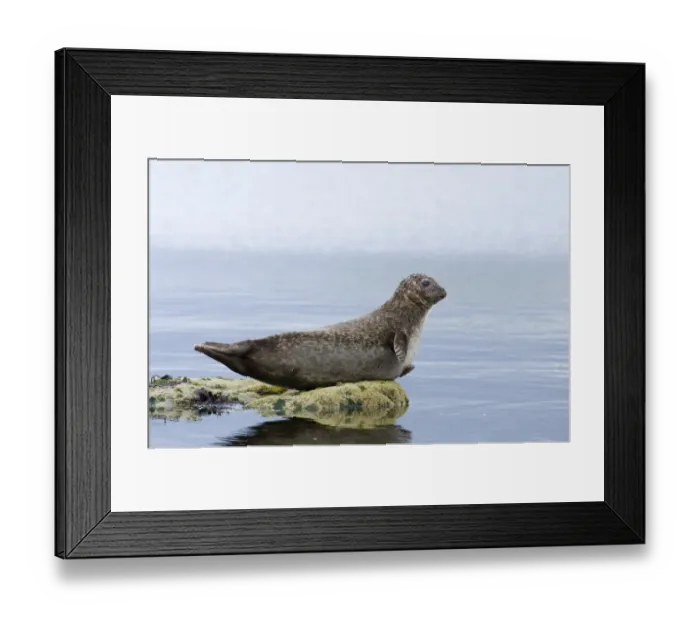 Framed Print : Common Seal Phoca vitulina Lerwick Shetland June Framed Print : Common Seal Phoca vitulina Lerwick Shetland June