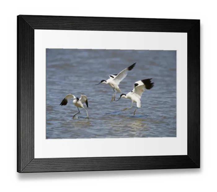 Framed Print : Avocets Recurvirostra avocetta pair chasing off intruder Titchwell Norfolk July Framed Print : Avocets Recurvirostra avocetta pair chasing off intruder Titchwell Norfolk July