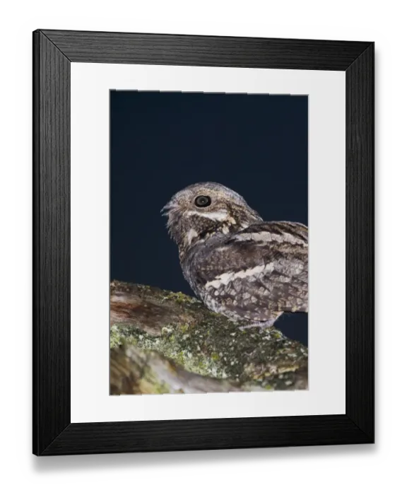 Framed Print : Nightjar Caprimulgus europaeus male churring on song post North Norfolk June Framed Print : Nightjar Caprimulgus europaeus male churring on song post North Norfolk June