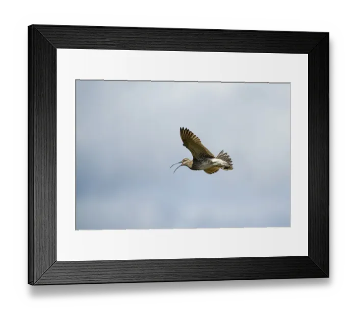 Framed Print : Black Drongo Dicrurus macrocercus Bharatpur India February Framed Print : Black Drongo Dicrurus macrocercus Bharatpur India February