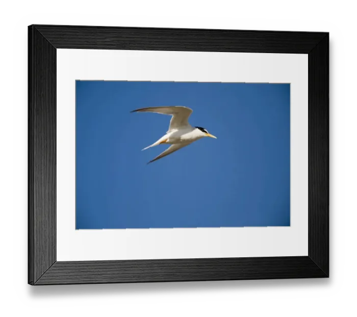 Framed Print : Little Tern Sterna albifrons Minsmere RSPB Reserve Suffolk Framed Print : Little Tern Sterna albifrons Minsmere RSPB Reserve Suffolk