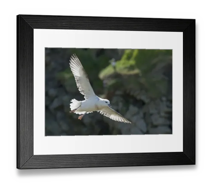 Framed Print : Fulmar Fulmarus glacialis Sumburgh Head Shetland June Framed Print : Fulmar Fulmarus glacialis Sumburgh Head Shetland June