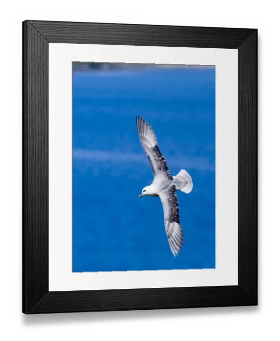 Framed Print : Fulmar Fulmarus glacialis Sumburgh Head Shetland June Framed Print : Fulmar Fulmarus glacialis Sumburgh Head Shetland June