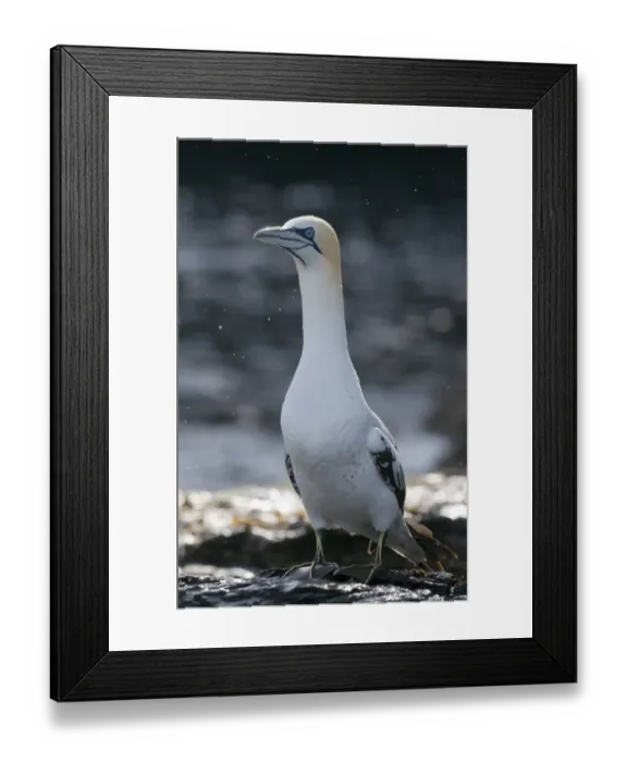 Framed Print : Gannet Sula bassana 3rd yr bird Noss Shetland June Framed Print : Gannet Sula bassana 3rd yr bird Noss Shetland June