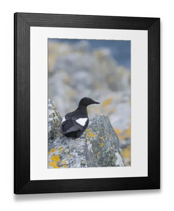 Framed Print : Black Guillemot Cepphus grylle Mousa Shetland June