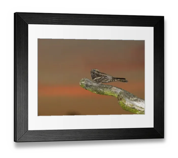 Framed Print : Nightjar Caprimulgus europaeus male churring on song post North Norfolk June Framed Print : Nightjar Caprimulgus europaeus male churring on song post North Norfolk June
