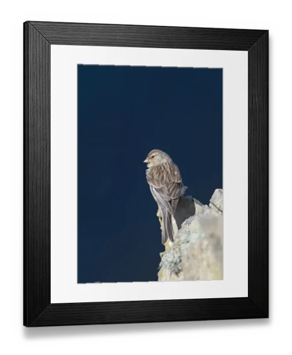 Framed Print : Twite Carduelis flavirostris Sumburgh Head Shetland June Framed Print : Twite Carduelis flavirostris Sumburgh Head Shetland June