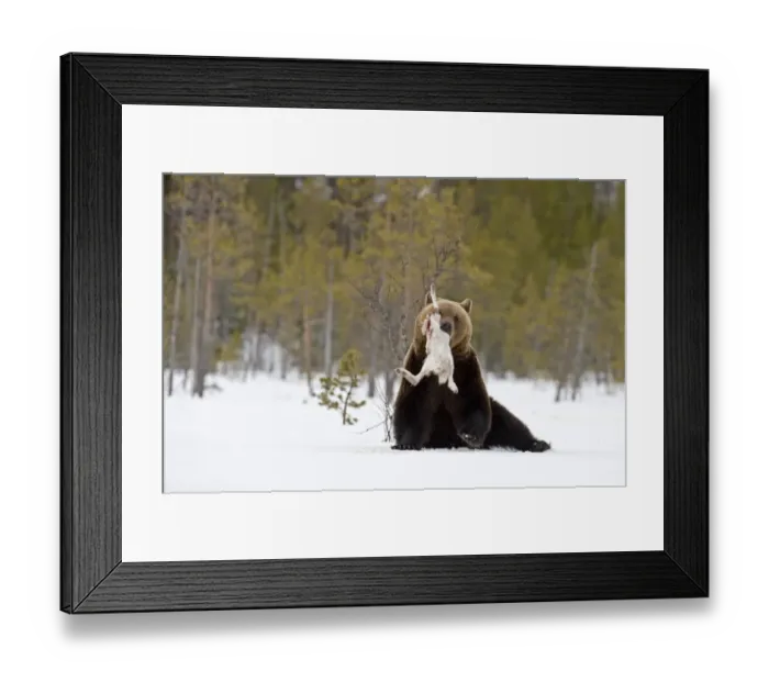 Framed Print : Brown Bear Ursos arctos with Arctic Hare Martinselkonen Finland April Framed Print : Brown Bear Ursos arctos with Arctic Hare Martinselkonen Finland April