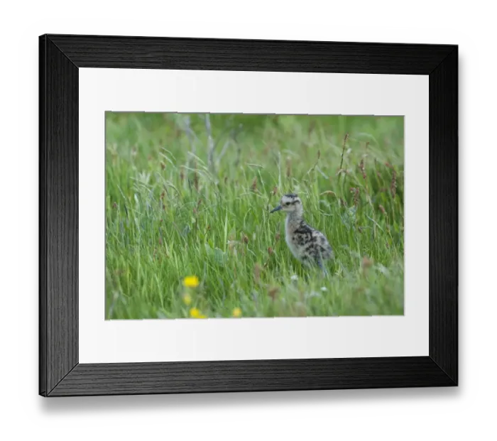 Framed Print : Curlew Numenius arquata chick Shetland June Framed Print : Curlew Numenius arquata chick Shetland June