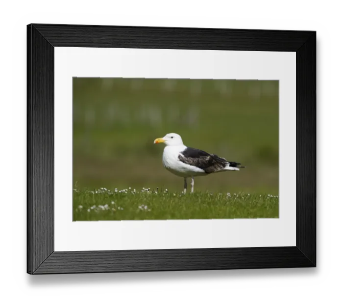 Framed Print : Great black-backed Gull Larus marinus 3rd yr Shetland June