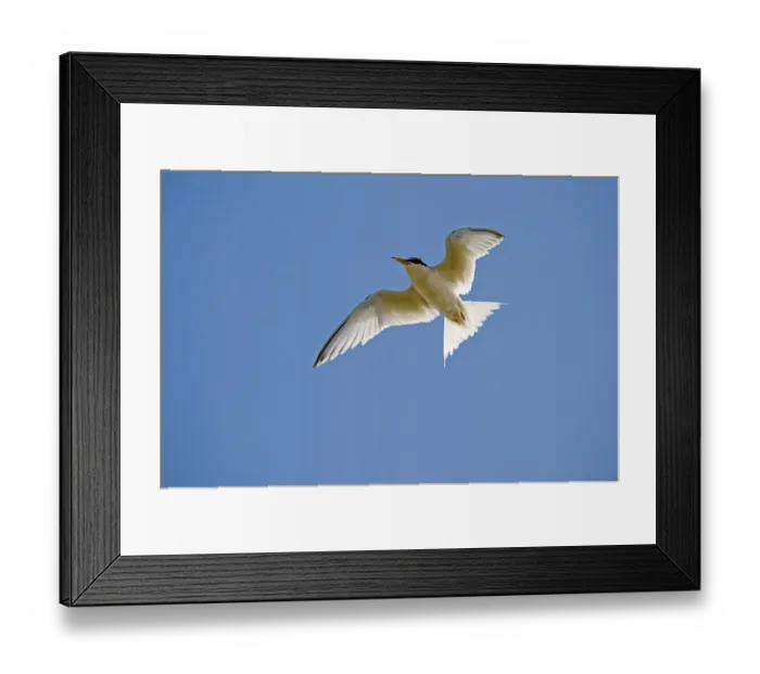 Framed Print : Little Tern Sterna albifrons Minsmere RSPB Reserve Suffolk June Framed Print : Little Tern Sterna albifrons Minsmere RSPB Reserve Suffolk June