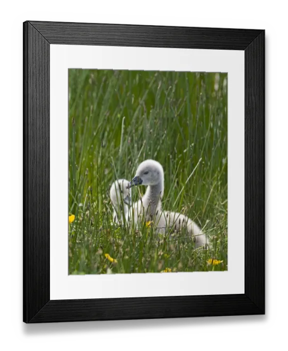 Framed Print : Mute Swan Cygnus olor cygnets Shetland June Framed Print : Mute Swan Cygnus olor cygnets Shetland June