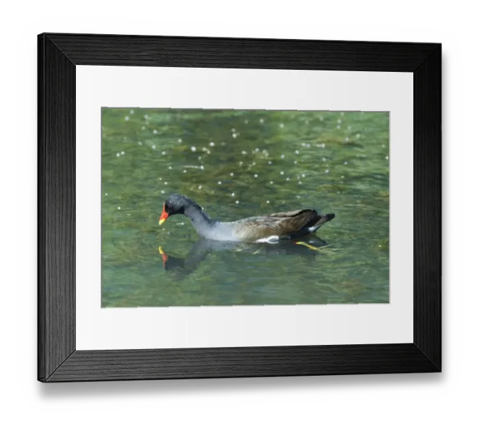 Framed Print : Moorhen Gallinula chloropus feeding Minsmere Suffolk June Framed Print : Moorhen Gallinula chloropus feeding Minsmere Suffolk June