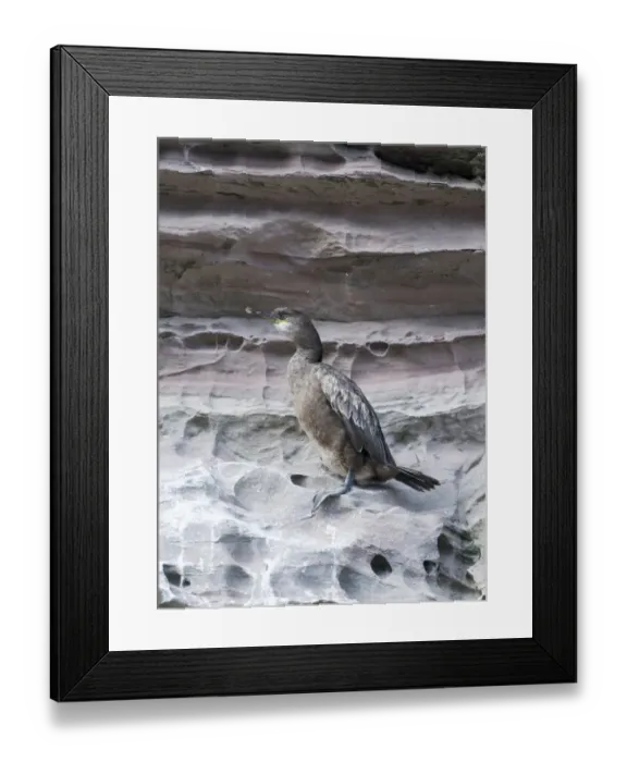 Framed Print : Shag Phalacrocorax aristotelis 1st year Noss Shetland June Framed Print : Shag Phalacrocorax aristotelis 1st year Noss Shetland June