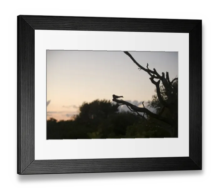 Framed Print : Nightjar Caprimulgus europaeus male churring on song post North Norfolk June Framed Print : Nightjar Caprimulgus europaeus male churring on song post North Norfolk June