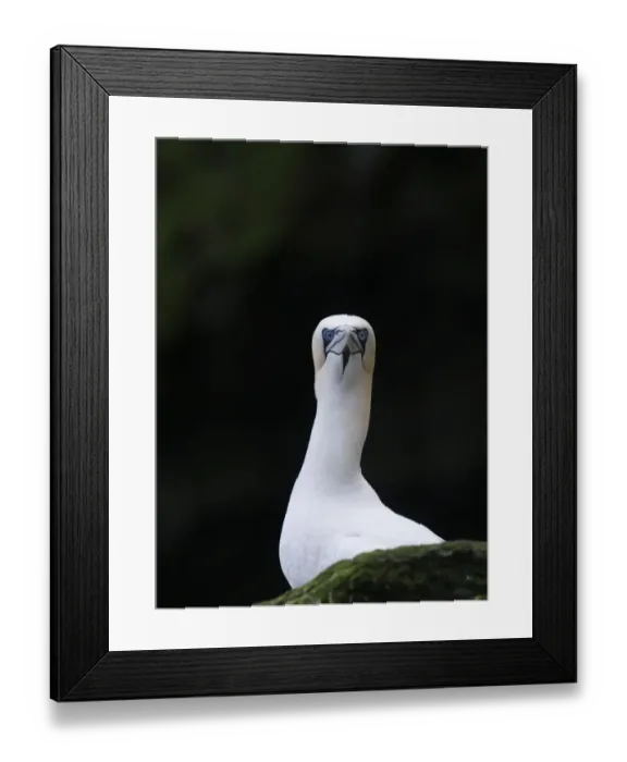 Framed Print : Gannet Sula bassana Noss Shetland June Framed Print : Gannet Sula bassana Noss Shetland June