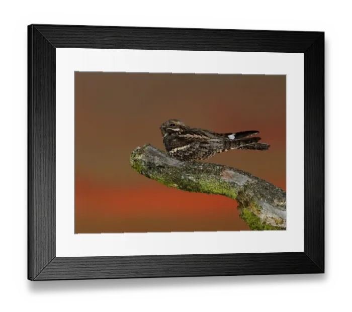 Framed Print : Nightjar Caprimulgus europaeus male churring on song post North Norfolk June Framed Print : Nightjar Caprimulgus europaeus male churring on song post North Norfolk June