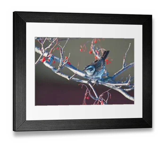 Framed Print : Dusky Thrush Turdus naumanni feeding on berries Kushiro Hokkaido Japan Framed Print : Dusky Thrush Turdus naumanni feeding on berries Kushiro Hokkaido Japan