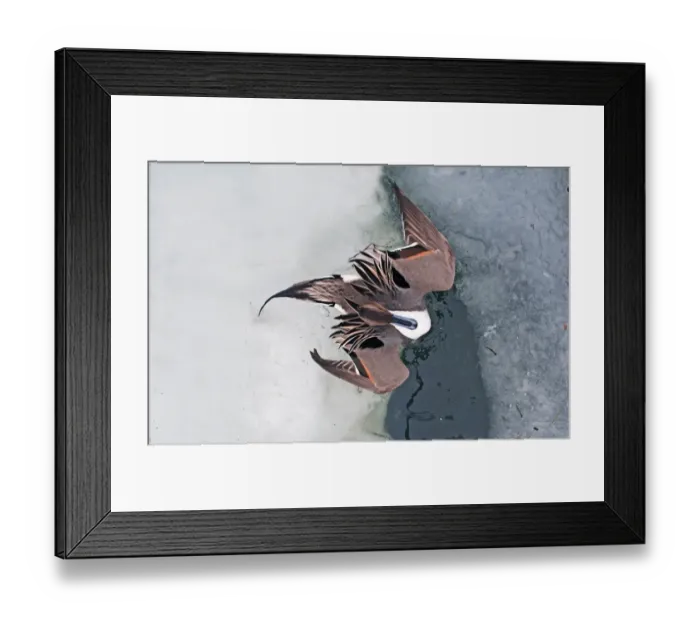 Framed Print : Pintail Anas acuta Hokkaido Japan winter Framed Print : Pintail Anas acuta Hokkaido Japan winter