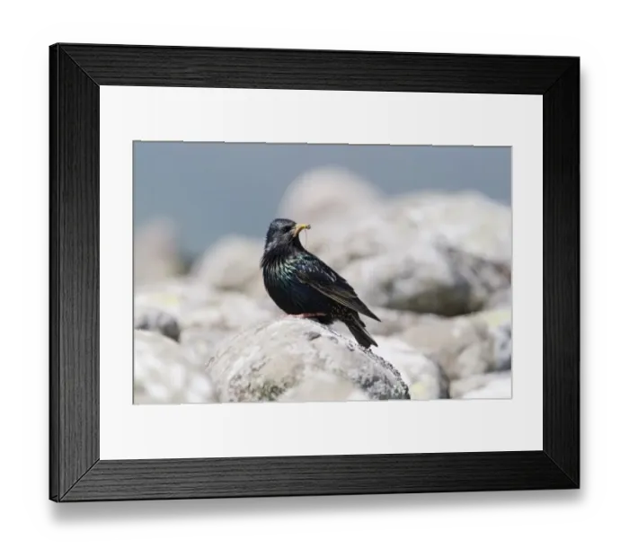 Framed Print : Starling Sturnus vulgarus carrying food to nest Shetland June Framed Print : Starling Sturnus vulgarus carrying food to nest Shetland June