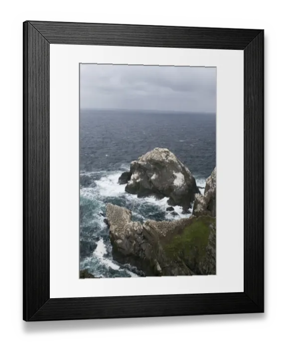 Framed Print : Gannet Sula bassana colony on stack Hermaness Shetland June Framed Print : Gannet Sula bassana colony on stack Hermaness Shetland June