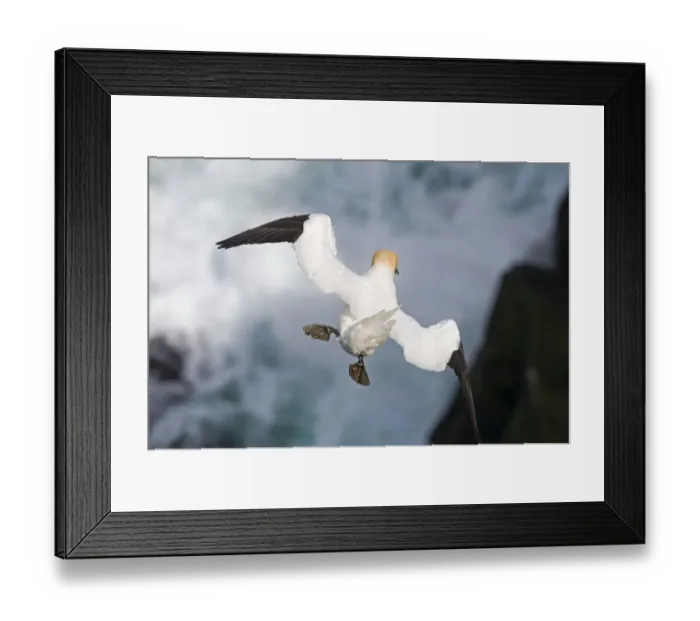 Framed Print : Gannet Sula bassana hanging in the wind Hermaness Shetland June Framed Print : Gannet Sula bassana hanging in the wind Hermaness Shetland June