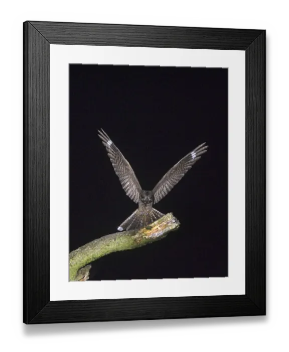Framed Print : Nightjar Caprimulgus europaeus landing on song post on heath North Norfolk July Framed Print : Nightjar Caprimulgus europaeus landing on song post on heath North Norfolk July