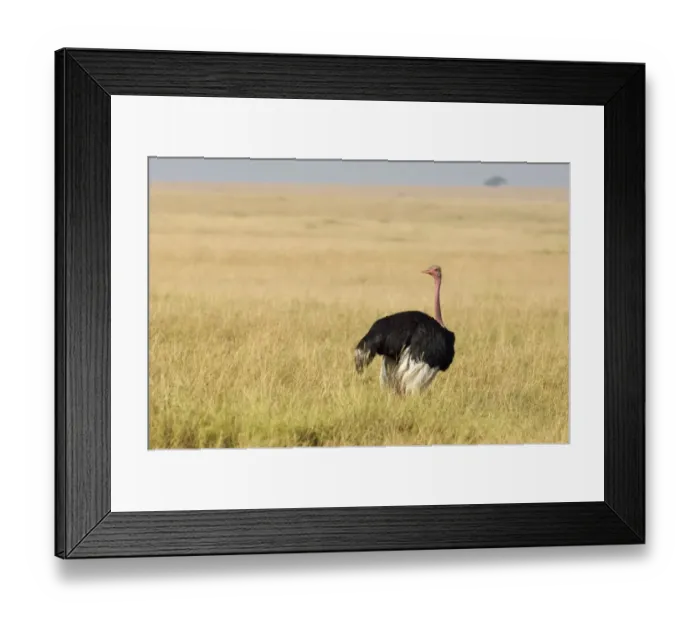Framed Print : Ostrich Struthio camelus Masai Mara Kenya Framed Print : Ostrich Struthio camelus Masai Mara Kenya