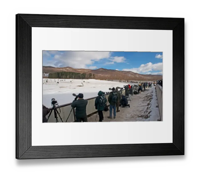Framed Print : Photographers photographing Red-crowned (Japanese) Cranes at Akan Hokkaido Japan February Framed Print : Photographers photographing Red-crowned (Japanese) Cranes at Akan Hokkaido Japan February