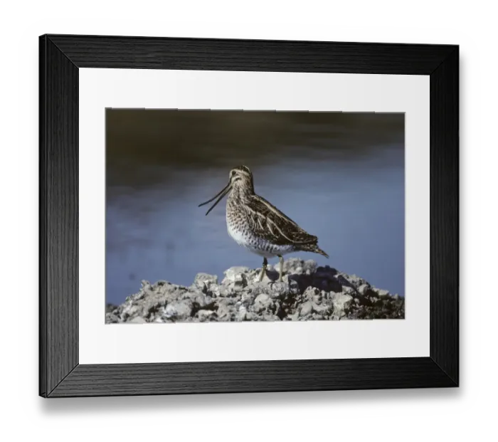 Framed Print : Snipe Gallinago gallinago showing flexibility of upper mandible Kent August Framed Print : Snipe Gallinago gallinago showing flexibility of upper mandible Kent August