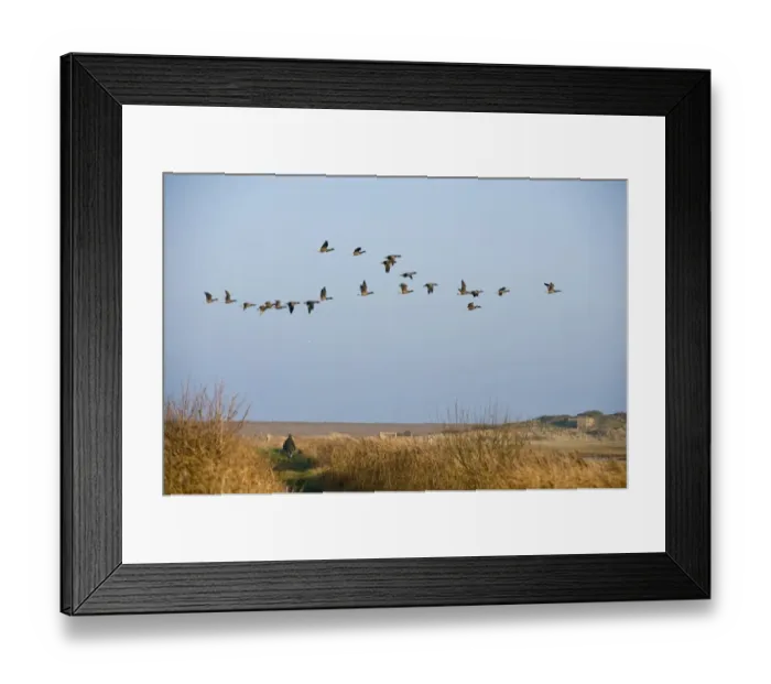 Framed Print : Brent Geese Branta bericla flying over the head of a walker Salthouse North Norfolk Framed Print : Brent Geese Branta bericla flying over the head of a walker Salthouse North Norfolk