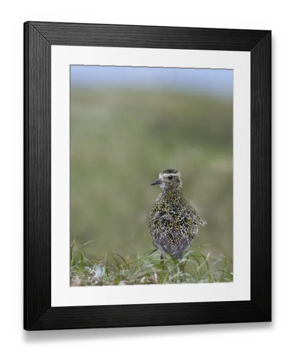 Framed Print : Golden Plover Pluvialis apricaria Fetlar Shetland June Framed Print : Golden Plover Pluvialis apricaria Fetlar Shetland June