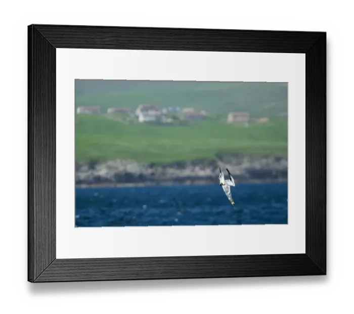 Framed Print : Gannet Sula bassana diving off Mousa Shetland June Framed Print : Gannet Sula bassana diving off Mousa Shetland June